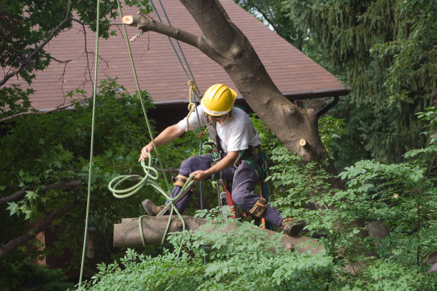 Best Tree Disease Treatment  in Santee, SC
